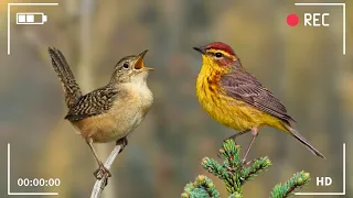 Morning Forest Birds Chirping -  Beautiful Birds Singing in Forest, Instant Relief from Stress