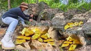 OMG! Digging for treasure worth million from nuggets of gold under big rock