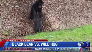 Caught on Camera: Black bear vs. Wild hog