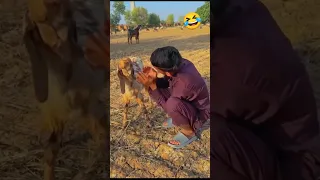 qurbani funny video 🤣 | viral qurbani video #shortvideo #viral