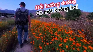 #Khám phá Tây Nguyên | Đồi hướng Dương có 1 không 2 dưới chân đèo Tô Na | Thuc Balo #tâynguyên