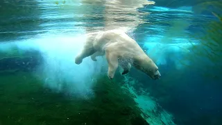 The Amazing Polar Bear Lodge at Pairi Daiza - Underwater Polar Bears!