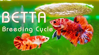 How to breed Betta fish with easy step  |  The Complete Betta Fish Life Cycle in 4 Minutes