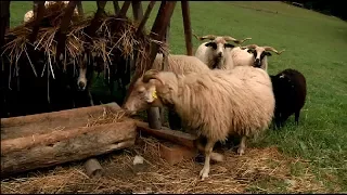 VALAŠKA – ovca, ktorá zmenila Liptov