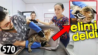 KEDİ PARMAĞIMI EZDİ! (klinikte bir gün)