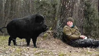 Man met WILD BOAR in the woods and it changed his life.