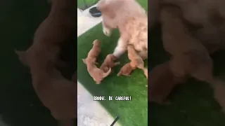 Giant dog plays with his little puppy siblings! #goldendoodle #puppies #puppylove