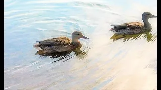 duck 🦆 🦆 stories 😉 sweet couple, duckling 🐦🐦 🐦 family duck 🦆🦆🦆, утиные истории утята и семья, УТЯТА