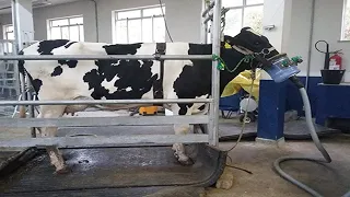 Modern Cow Raising Process Saves Millions of Dollars, Modern Cow Farming Harvest Milking  #livestock