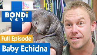 🦔 Baby Echidna Is Nearly Killed By Accident | FULL EPISODE | S8E3 | Bondi Vet