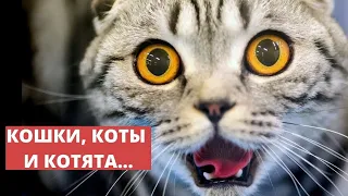 Про кошек, котят и котов. Прикольное видео...