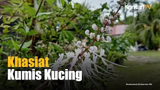 Manfaat Kumis Kucing yang Terbukti Medis