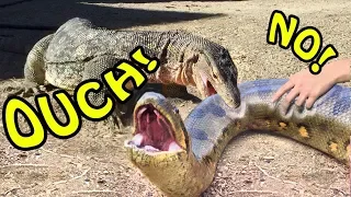 LIZARD FIGHTS ANACONDA when Food is Brought Out