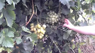Айсар, новый сорт винограда очень раннего срока созревания. Красохина СИ