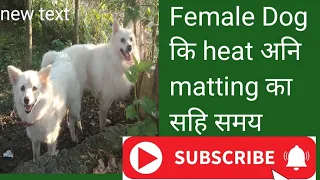 Best Time & age  To Breed Female Dog🐕️🦊