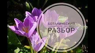 Осенний крокус или Безвременник. Разбор цветка.Видеоразбор цветов от Елены Гуреевой.