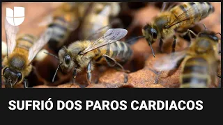 Hispano muere tras el ataque de cientos de abejas: te contamos cómo protegerte de estos insectos