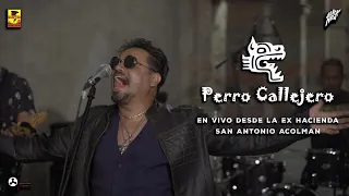 Perro Callejero - En Vivo Desde La Ex Hacienda San Antonio Acolman