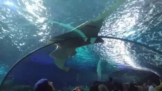Ripley's Aquarium of Canada - Experiencing the Underwater Tunnel