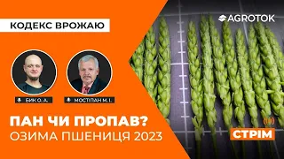 ПАН ЧИ ПРОПАВ? Озима пшениця 2023