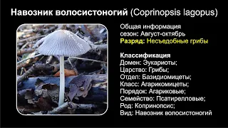 Навозник волосистоногий (Coprinopsis lagopus)