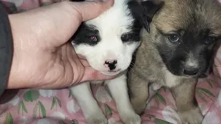 2 puppies are abandoned, they are very innocent, and they left their mother for the first time