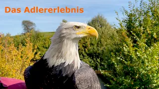 Das Adlererlebnis - Greifvogelwarte Feldatal 🦅