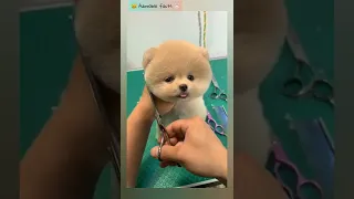 cute dogs videos Shorts#tiktok #bts #shortvideo #short #shorts #youtube #shortsvideo #dog #cutepuppy