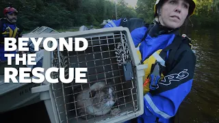 A behind-the-scenes look at animal rescues during disasters.