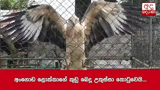 අංගොඩ ලොක්කාගේ කුඩු බෙදූ උකුස්සා කොටුවෙයි...