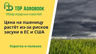 Цена на пшеницу растёт из-за рисков засухи в ЕС и США. TOP Agrobook: обзор аграрных новостей