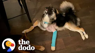 Watch Him Do Zoomies For The Very First Time | The Dodo