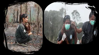 Rescuers Went Through Hell To Save These Injured Orangutans