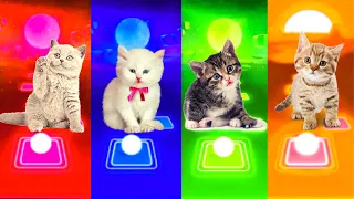 Cute Cats Coldplay X BTS My Universe x Lady Gaga Bloody Mary x Shakira Waka Waka Tiles Hop EDM Rush