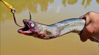 GIANT EELS for BAIT Catch Monster Fish!