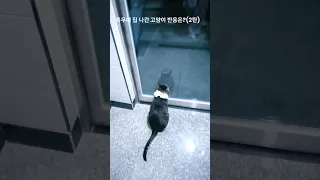 폭우에 집 나간 고양이 반응?(2탄)/How did the cat react to the heavy rain? (Part 2)