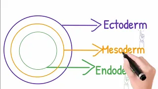 Diploblastic and Triploblastic organisms#biology #neet #basics #mbbs #neet