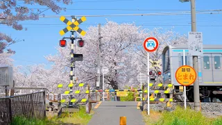 【8K HDR】 Japan Kyoto Cherry Blossom 京都の桜