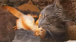 Cat Adopted Baby Squirrels after they lost their mother!