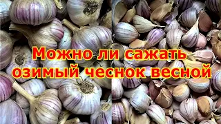 Можно ли сажать озимый чеснок весной?