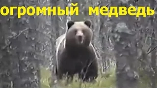 hunt for a big Bear.  Гигантский медведь !!! Охота на Огромного Медведя