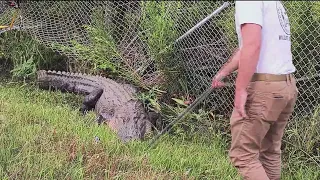 Wildlife expert talks about alligator behavior after gator blocks intersection