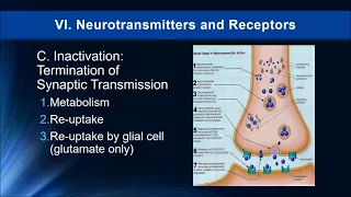 Lecture 6  - Neurotransmission and Neurotransmitters -Drugs and Human Behavior 2019