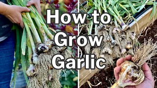 PLANTING GARLIC plus TIPS for growing garlic in HOT CLIMATES