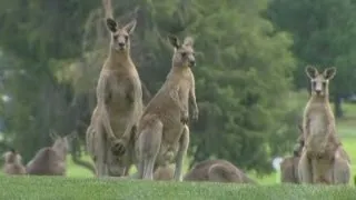 Kangaroos storm golf course during Women's Australian Open in Canberra