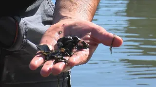 Iowa DNR Fighting Zebra Mussels