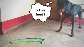 Trying To Scare My Dog With A SNAKE - Snake Prank On DOG