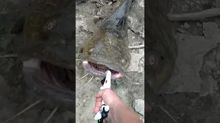 Massive Flathead Catfish catch on the Missouri River.