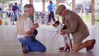 What is the Jack Russell Terrier Club of America?
