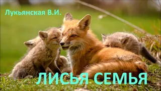 Рассказ Лисья семья